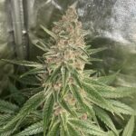Royal Queen Seeds Purple Queen - Royal Queen Seeds kopen bij 7Smart