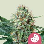 Royal Queen Seeds Royal Cookies “Girl scout cookies”