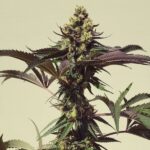 Royal Queen Seeds Royal Cookies “Girl scout cookies” - Royal Queen Seeds kopen bij 7Smart