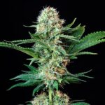 Royal Queen Seeds Royal Cookies “Girl scout cookies” - Royal Queen Seeds kopen bij 7Smart