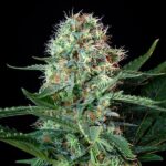 Royal Queen Seeds Royal Cookies “Girl scout cookies” - Royal Queen Seeds kopen bij 7Smart