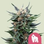 Royal Queen Seeds Royal Gorilla “Original Gorilla Glue” - Royal Queen Seeds kopen bij 7Smart