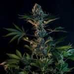 Royal Queen Seeds Royal Gorilla “Original Gorilla Glue” - Royal Queen Seeds kopen bij 7Smart