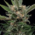 Royal Queen Seeds Royal Gorilla “Original Gorilla Glue” - Royal Queen Seeds kopen bij 7Smart