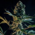 Royal Queen Seeds Royal Gorilla “Original Gorilla Glue” - Royal Queen Seeds kopen bij 7Smart