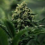 Royal Queen Seeds Royal Gorilla “Original Gorilla Glue” - Afbeelding 6