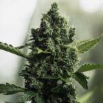 Royal Queen Seeds Royal Gorilla “Original Gorilla Glue” - Royal Queen Seeds kopen bij 7Smart