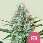 Royal Queen Seeds Royal Runtz - Royal Queen Seeds kopen bij 7Smart