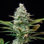 Royal Queen Seeds Royal Runtz - Royal Queen Seeds kopen bij 7Smart