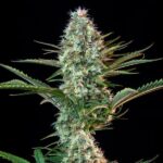 Royal Queen Seeds Royal Runtz - Royal Queen Seeds kopen bij 7Smart