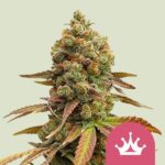 Royal Queen Seeds Special Queen - Royal Queen Seeds kopen bij 7Smart