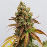 Royal Queen Seeds Special Queen - Royal Queen Seeds kopen bij 7Smart