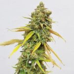 Royal Queen Seeds Special Queen - Royal Queen Seeds kopen bij 7Smart