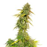Royal Queen Seeds Special Queen - Royal Queen Seeds kopen bij 7Smart