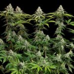 Royal Queen Seeds White Widow - Royal Queen Seeds kopen bij 7Smart