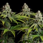 Royal Queen Seeds White Widow - Royal Queen Seeds kopen bij 7Smart