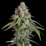 Royal Queen Seeds White Widow - Royal Queen Seeds kopen bij 7Smart
