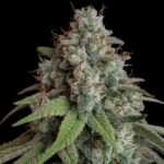Royal Queen Seeds White Widow - Royal Queen Seeds kopen bij 7Smart