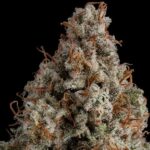 Royal Queen Seeds White Widow - Royal Queen Seeds kopen bij 7Smart