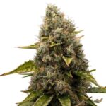 Royal Queen Seeds White Widow - Royal Queen Seeds kopen bij 7Smart