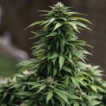 Royal Queen Seeds White Widow - Royal Queen Seeds kopen bij 7Smart