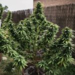 Royal Queen Seeds White Widow - Royal Queen Seeds kopen bij 7Smart