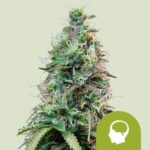 Royal Queen Seeds Amnesia Haze Auto - Royal Queen Seeds kopen bij 7Smart