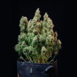 Royal Queen Seeds Amnesia Haze Auto - Royal Queen Seeds kopen bij 7Smart