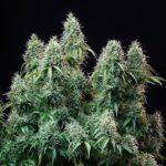 Royal Queen Seeds Amnesia Haze Auto - Royal Queen Seeds kopen bij 7Smart