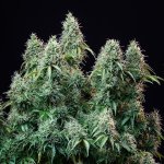 Royal Queen Seeds Amnesia Haze Auto - Afbeelding 5