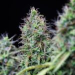 Royal Queen Seeds Amnesia Haze Auto - Royal Queen Seeds kopen bij 7Smart
