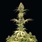 Royal Queen Seeds Amnesia Haze Auto - Royal Queen Seeds kopen bij 7Smart