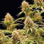 Royal Queen Seeds Amnesia Haze Auto - Royal Queen Seeds kopen bij 7Smart