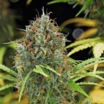 Royal Queen Seeds Amnesia Haze Auto - Royal Queen Seeds kopen bij 7Smart