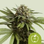Royal Queen Seeds Apple Fritter Auto - Royal Queen Seeds kopen bij 7Smart