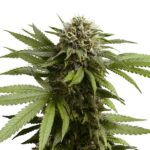 Royal Queen Seeds Apple Fritter Auto - Royal Queen Seeds kopen bij 7Smart