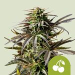 Royal Queen Seeds Cherry Pie Auto - Royal Queen Seeds kopen bij 7Smart