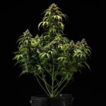 Royal Queen Seeds Cherry Pie Auto - Royal Queen Seeds kopen bij 7Smart