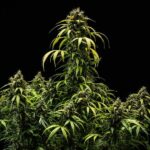 Royal Queen Seeds Cherry Pie Auto - Royal Queen Seeds kopen bij 7Smart