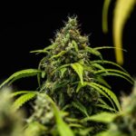 Royal Queen Seeds Cherry Pie Auto - Royal Queen Seeds kopen bij 7Smart
