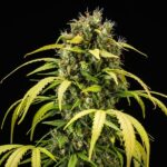 Royal Queen Seeds Cherry Pie Auto - Royal Queen Seeds kopen bij 7Smart