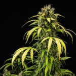Royal Queen Seeds Cherry Pie Auto - Royal Queen Seeds kopen bij 7Smart