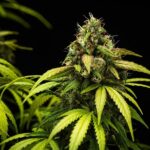 Royal Queen Seeds Cherry Pie Auto - Royal Queen Seeds kopen bij 7Smart