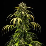 Royal Queen Seeds Cherry Pie Auto - Royal Queen Seeds kopen bij 7Smart