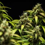 Royal Queen Seeds Cherry Pie Auto - Royal Queen Seeds kopen bij 7Smart