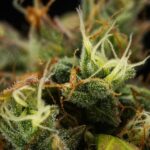Royal Queen Seeds Cherry Pie Auto - Royal Queen Seeds kopen bij 7Smart