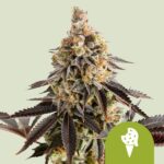 Royal Queen Seeds Cookies Gelato Auto - Royal Queen Seeds kopen bij 7Smart