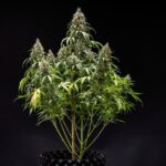 Royal Queen Seeds Cookies Gelato Auto - Royal Queen Seeds kopen bij 7Smart