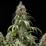 Royal Queen Seeds Cookies Gelato Auto - Royal Queen Seeds kopen bij 7Smart