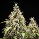Royal Queen Seeds Cookies Gelato Auto - Royal Queen Seeds kopen bij 7Smart